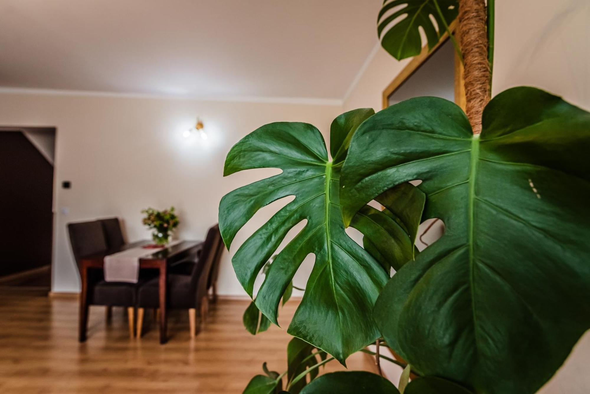 Apartamenty Widok Szczawnica Extérieur photo