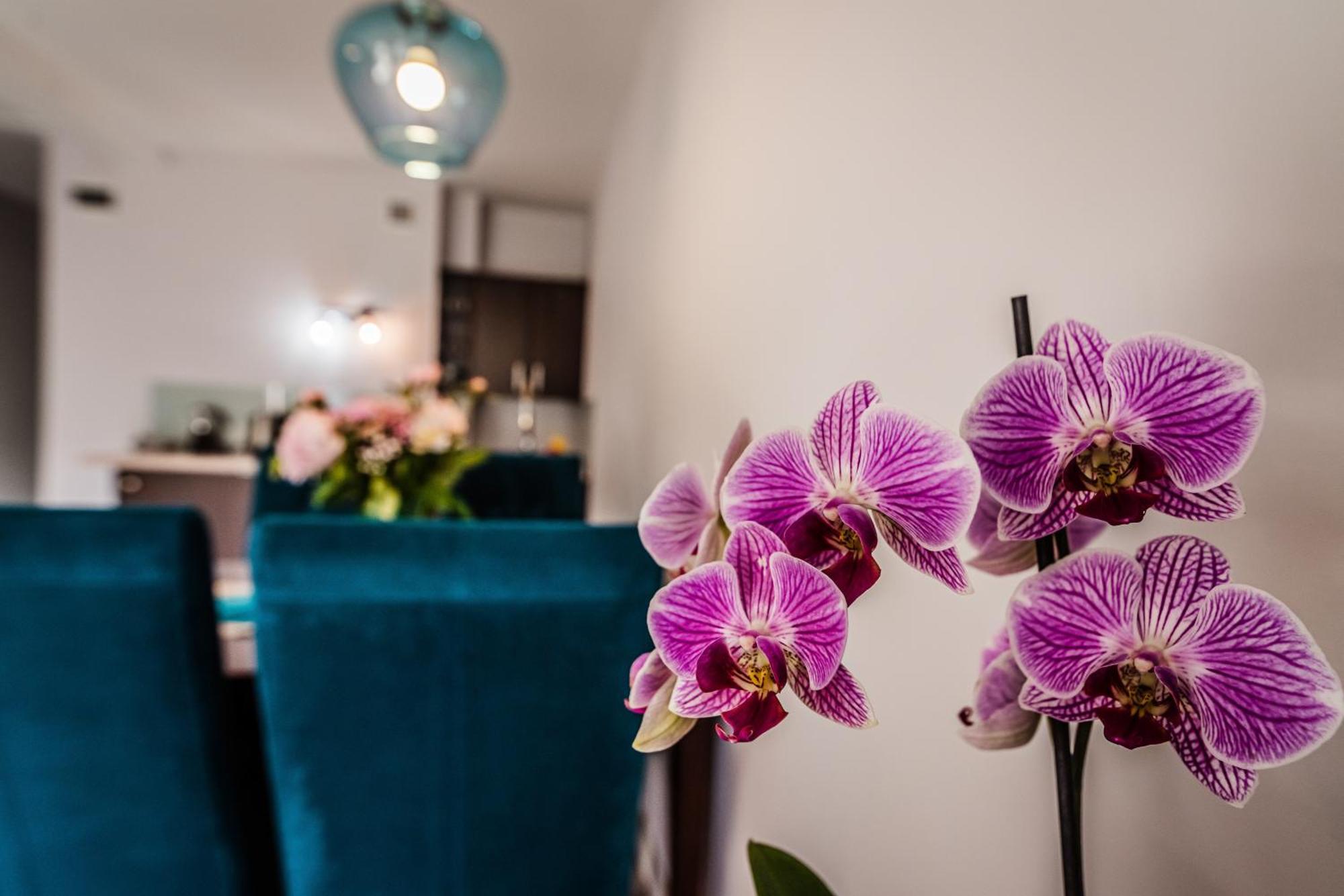 Apartamenty Widok Szczawnica Extérieur photo